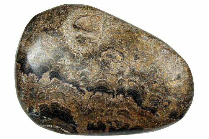 Polished Stromatolite (Greysonia) Pebble - Bolivia #302492